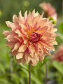 Belle of Barmera Dahlia