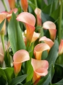 Cameo Calla Lily