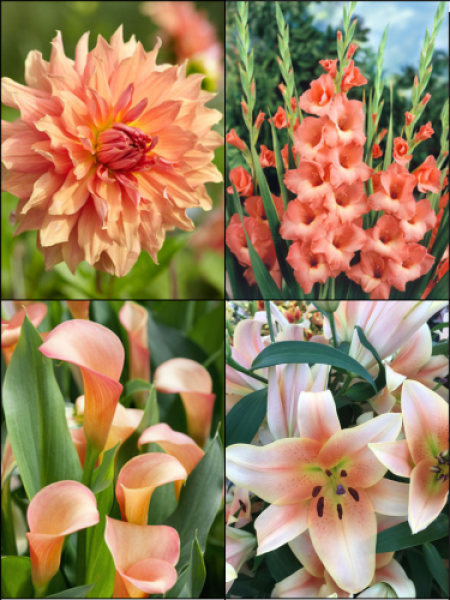 Peach Summer Flower Collection (Pack of 24)