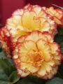 Orange Picotee Begonia