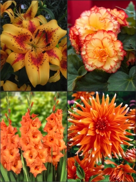 Orange Summer Flower Collection (Pack of 26) 