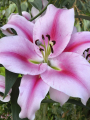 Lilium Frontera