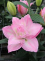 Double Oriental Lily Lucky Angel