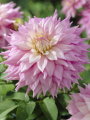 Sir Alf Ramsey Dahlia