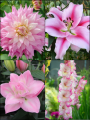 Blush Pink Summer Flower Collection (Pack of 24)