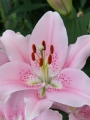 Companion Oriental Lily