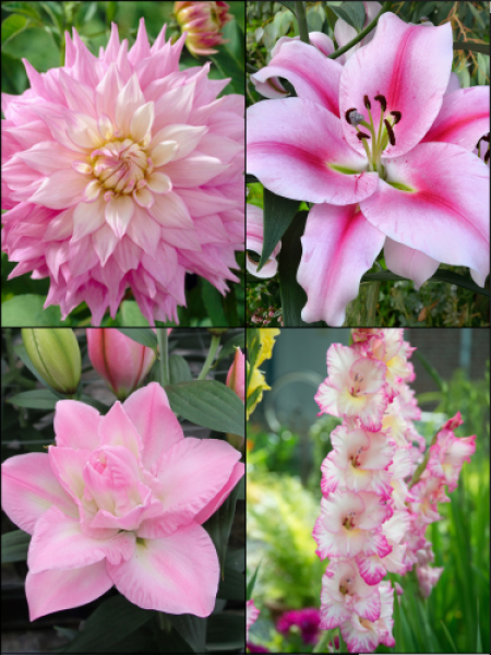 Blush Pink Summer Flower Collection (Pack of 24)