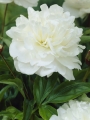 Peony 'Shirley Temple'