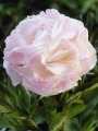 Shirley temple Peony
