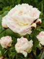 Shirley Temple Peony 