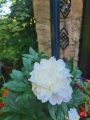 White Peonia