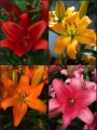 LA Rainbow Lily Collection (Pack of 12 Bulbs)