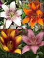 Sugar n Spice Lily Collection (Pack of 12 Bulbs) 