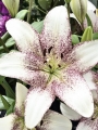 Sweet Zanica Longiflorum Asiatic Lily