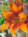 Longwood Longiflorum Asiatic Lily