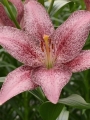 Sweet Sugar Longiflorum Asiatic Lily