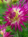 Dahlia 'Veritable'