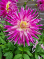 Dahlia Veritable