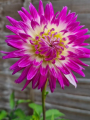 Dahlia Veritable