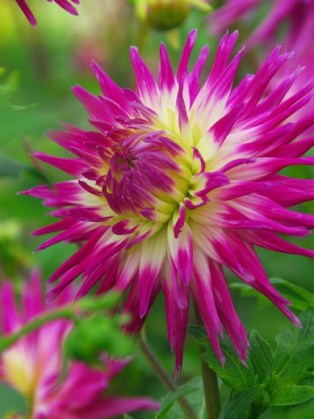 Dahlia 'Veritable'