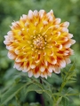 Peaches and Cream Dahlia