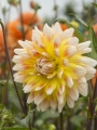 Dahlia 'Peaches and Cream'