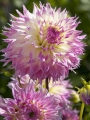 Dahlia Pinelands Princess