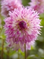 Dahlia 'Pinelands Princess'