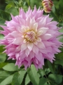 Dahlia 'Sir Alf Ramsey'