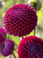 Dahlia 'Ivanetti'
