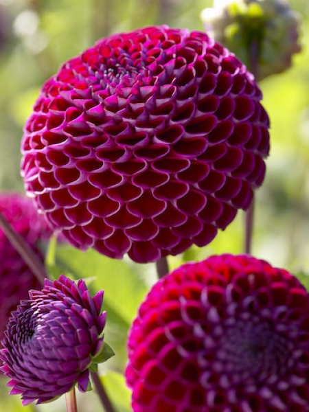 Dahlia 'Ivanetti'