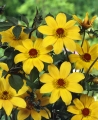 Bishop of York Dahlia