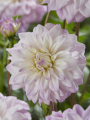 Dahlia Who Me