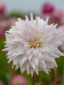 Dahlia Who Me