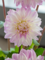 Dahlia 'Who Me' 