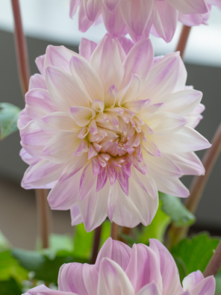 Dahlia 'Who Me' 