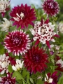Rebecca's World Dahlia