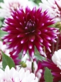Rebecca's World Dahlia