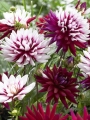 Rebecca's World Dahlia
