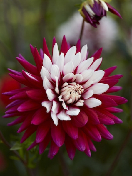 Dahlia 'Rebecca's World'