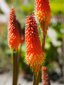 Red Hot Poker
