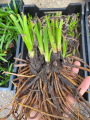 Red Hot Poker Root
