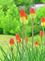 Red Hot Poker