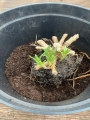 Planting Gypsophila in pots