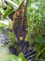 Arum Sauromatum Venosum (Voodoo Lily)
