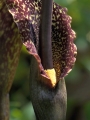 Voodoo Lily