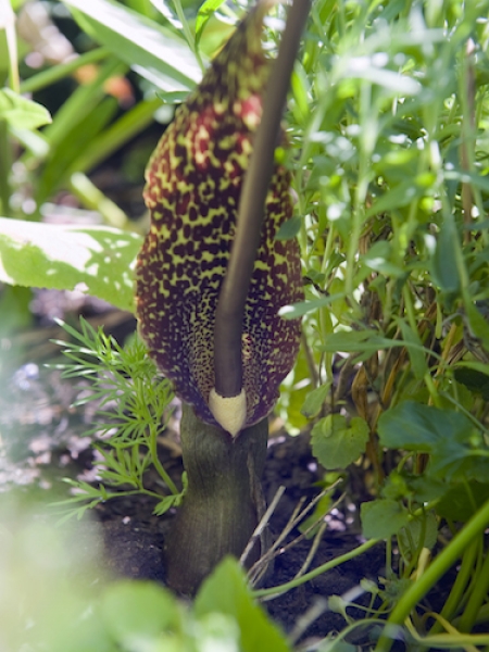 Arum Sauromatum Venosum (Voodoo Lily)