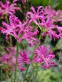Nerine Bowdenii Isabel