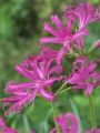 Nerine Isabel