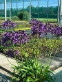 Agapanthus Poppin Purple